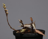 Goodyera reticulata. (Plant courtesy of Jac. Wubben)