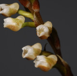 Goodyera reticulata. Close-up. (Plant courtesy of Jac. Wubben)