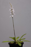 Stenoglottis zambesiaca. (Plant courtesy of Jac. Wubben)