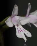 Stenoglottis zambesiaca. Close-up. (Plant courtesy of Jac. Wubben)