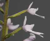 Stenoglottis zambesiaca. Close-up side. (Plant courtesy of Jac. Wubben)