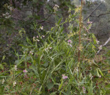 Lathyrus sylvestris.