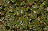 Potamogeton polygonifolius.