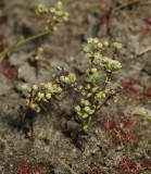 Radiola linoides.
