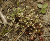Radiola linoides.