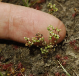 Radiola linoides. With finger.