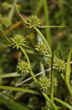 Sparganium natans. Fruits.