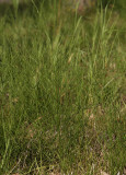 Equisetum arvense.
