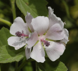 Althaea officinalis. Close-up.