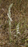 Spiranthes spiralis. (Zuid Holland)