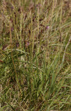 Plantago maritima.