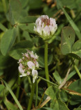 Trifolium fragiferum. Close-up.