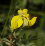 Lotus glaber. Close-up.