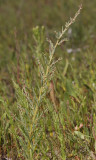 Suaeda maritima.