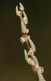Suaeda maritima. Close-up.