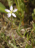 Spergularia media.