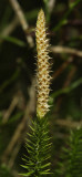 Lycopodium annotinum. Close-up.