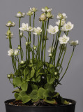 Parnassia palustris.
