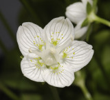 Parnassia palustris Close-up.