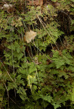 Gymnocarpium dryopteris.