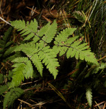 Gymnocarpium dryopteris. Leaf closer.