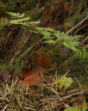 Gymnocarpium dryopteris. Leafs from the side.