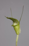 Pterostylis obtusa. Close-up.