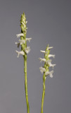 Spiranthes cernua. (Plant courtesy of Jac. Wubben)