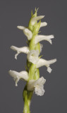 Spiranthes cernua. Close-up. (Plant courtesy of Jac. Wubben)
