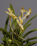 Neofinetia falcata Kizuzume. Closer.