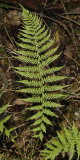 Athyrium filix-femina. Frond.