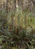 Blechnum spicant.