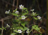 Myosoton aquaticum.