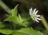 Myosoton aquaticum. Close-up side.