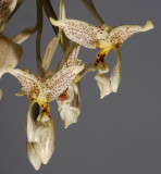 Stanhopea oculata.