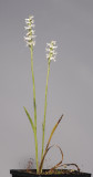 Spiranthes cernua.