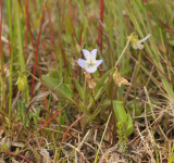 Viola persicifolia var. lacteaeoides.