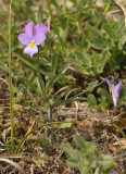 Viola curtisii. Closer.