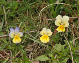 Viola lutea subsp. calaminaria. 3 clones.