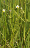 Viola arvensis.