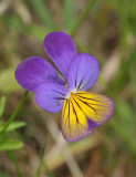 Viola tricolor. Close-up