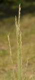 Festuca ovina subsp. guestphalica. Closer.