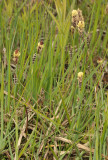 Carex flacca.