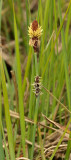 Carex flacca. Close-up.