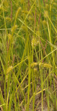 Carex vesicaria. Closer.