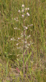 Erigeron acer.