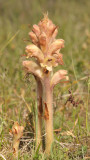 Orobanche caryophyllacea.