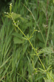 Galium aparine.