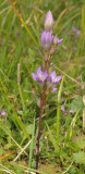 Gentianella germanica.