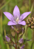 Gentianella germanica. Close-up.